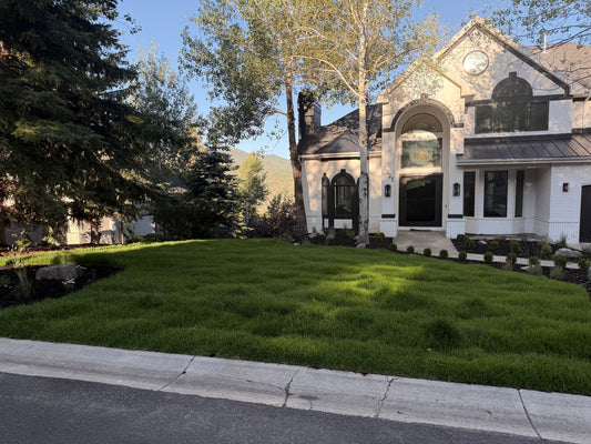 New Sod Installation in Park City: Everything Homeowners Should Know