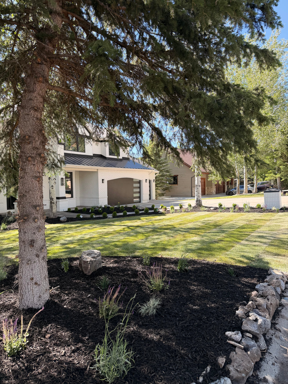 Luxury home front yard with new sod and spruce tree in Park City
