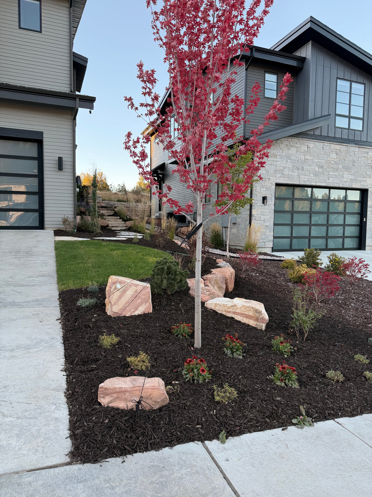 Red maple tree with boulders and mulch in a Park City landscape bed