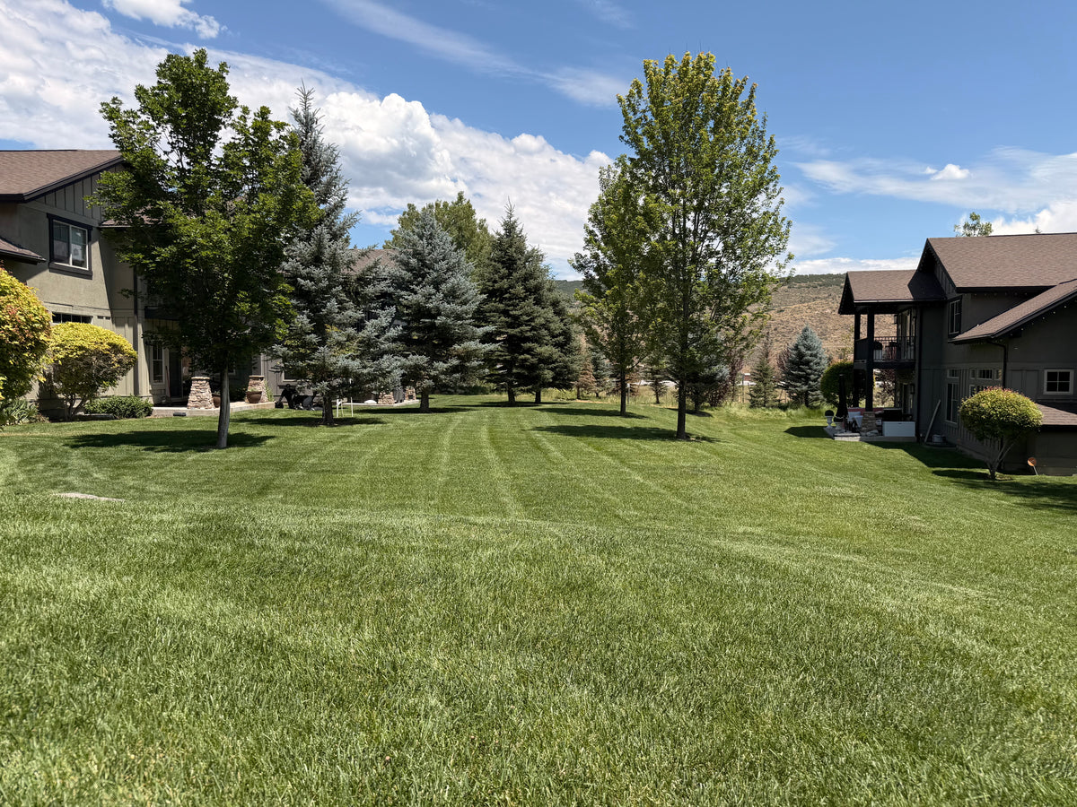 Manicured lawn with mature trees in a Park City HOA landscape maintenance project