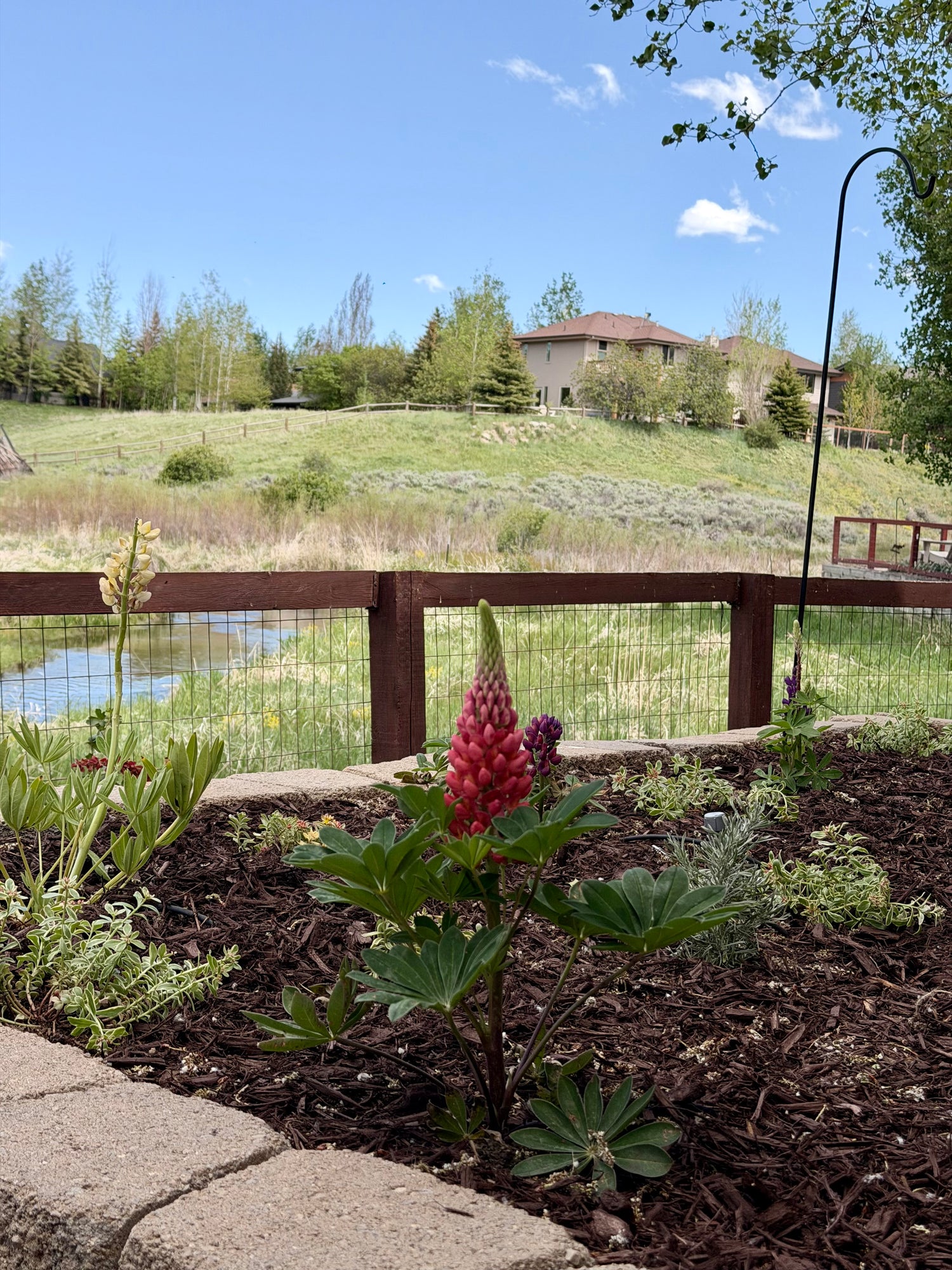 Water-wise planting design in Park City with flowering perennials, mulch, drip irrigation, and natural mountain backdrop.
